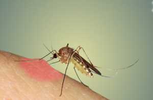 درمان گزيدگي حشرات در خانه